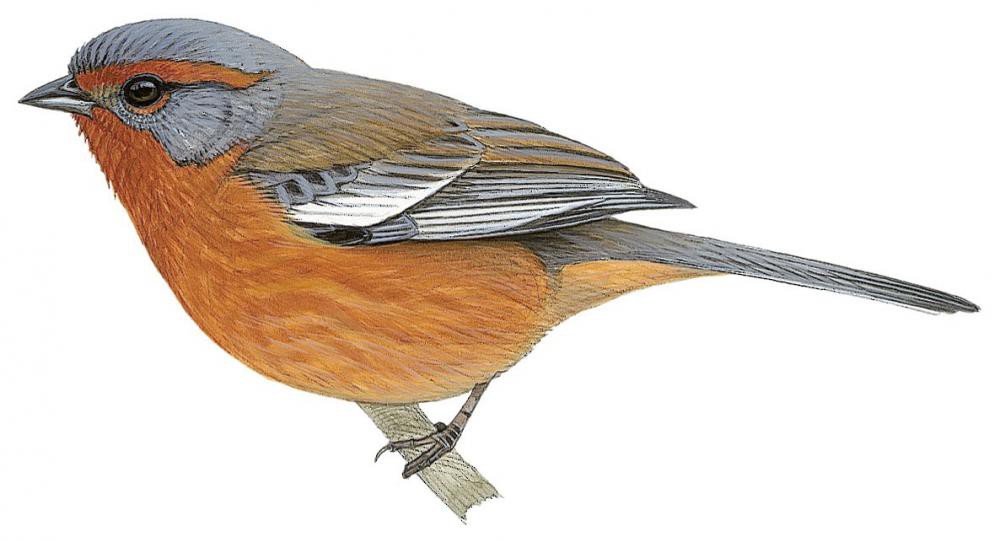 Rusty-browed Warbling-Finch / Microspingus erythrophrys