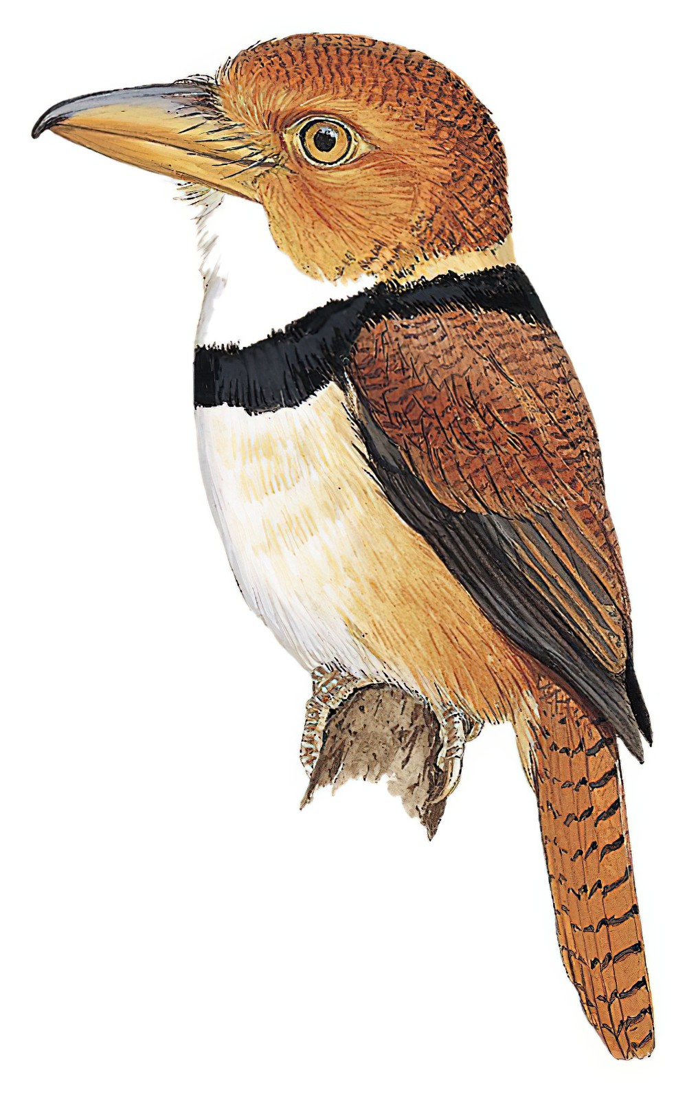 Collared Puffbird / Bucco capensis