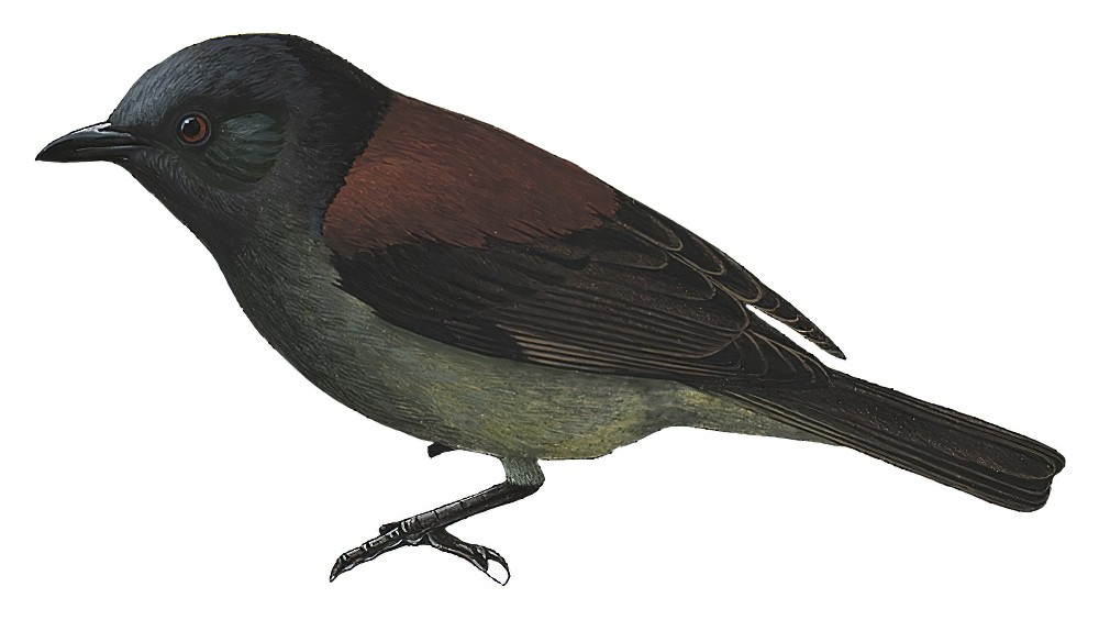 Maroon-backed Whistler / Coracornis raveni