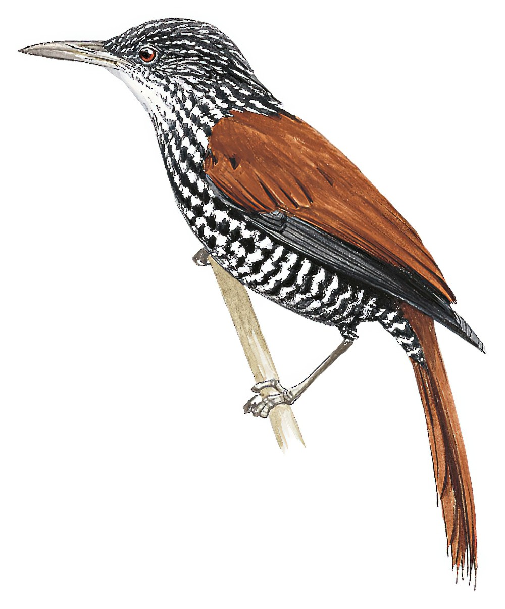 Point-tailed Palmcreeper / Berlepschia rikeri