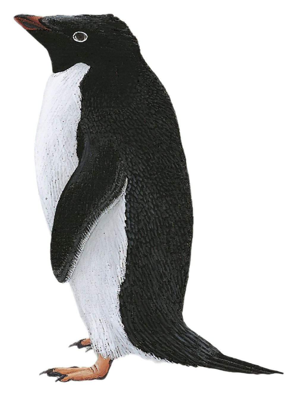 Adelie Penguin / Pygoscelis adeliae