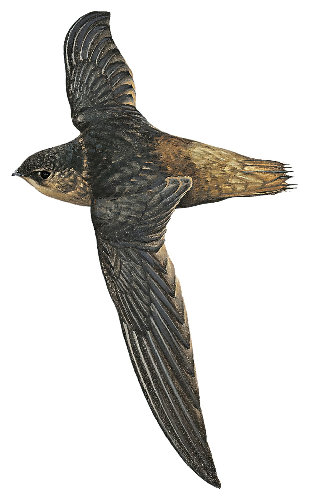 Amazonian Swift / Chaetura viridipennis