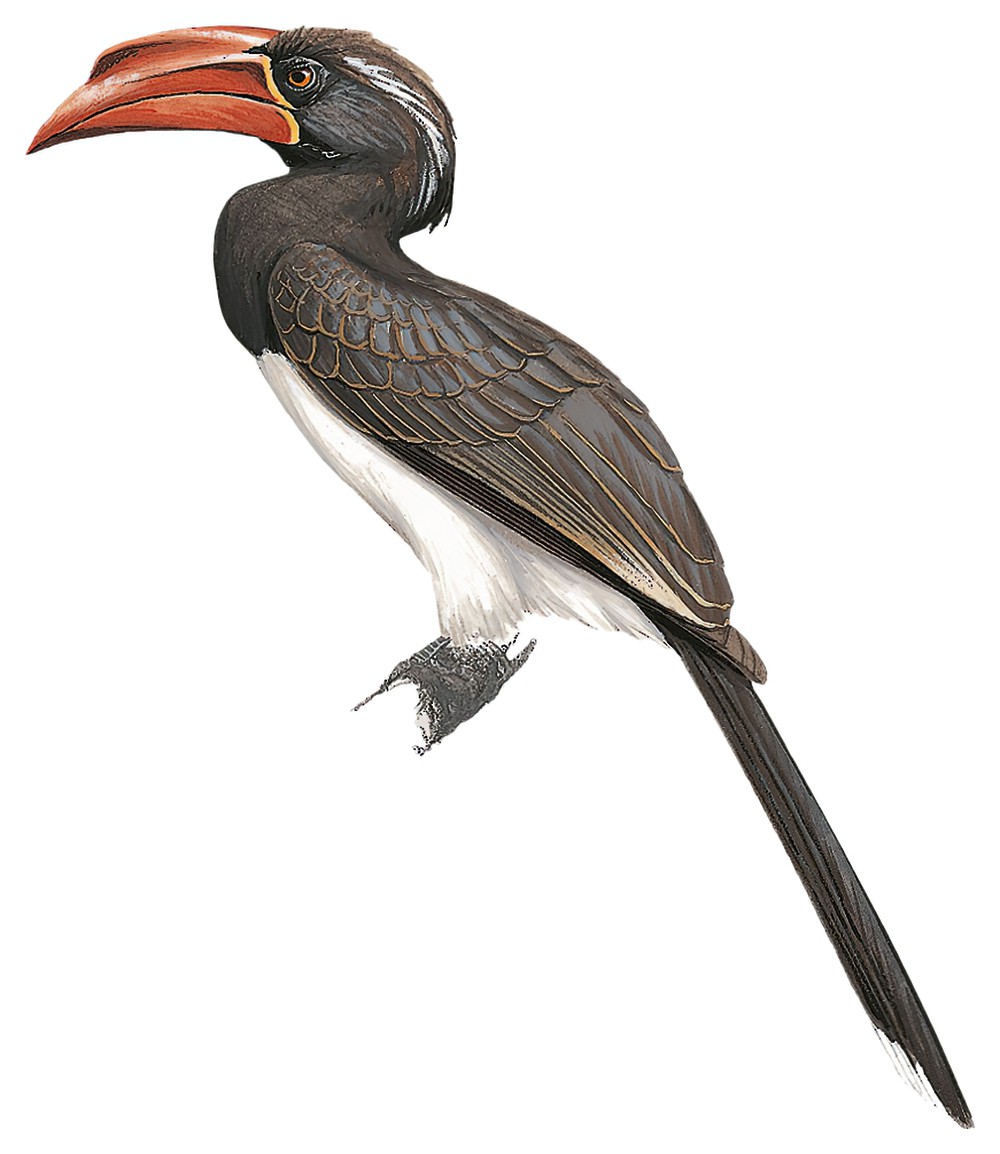 Crowned Hornbill / Lophoceros alboterminatus