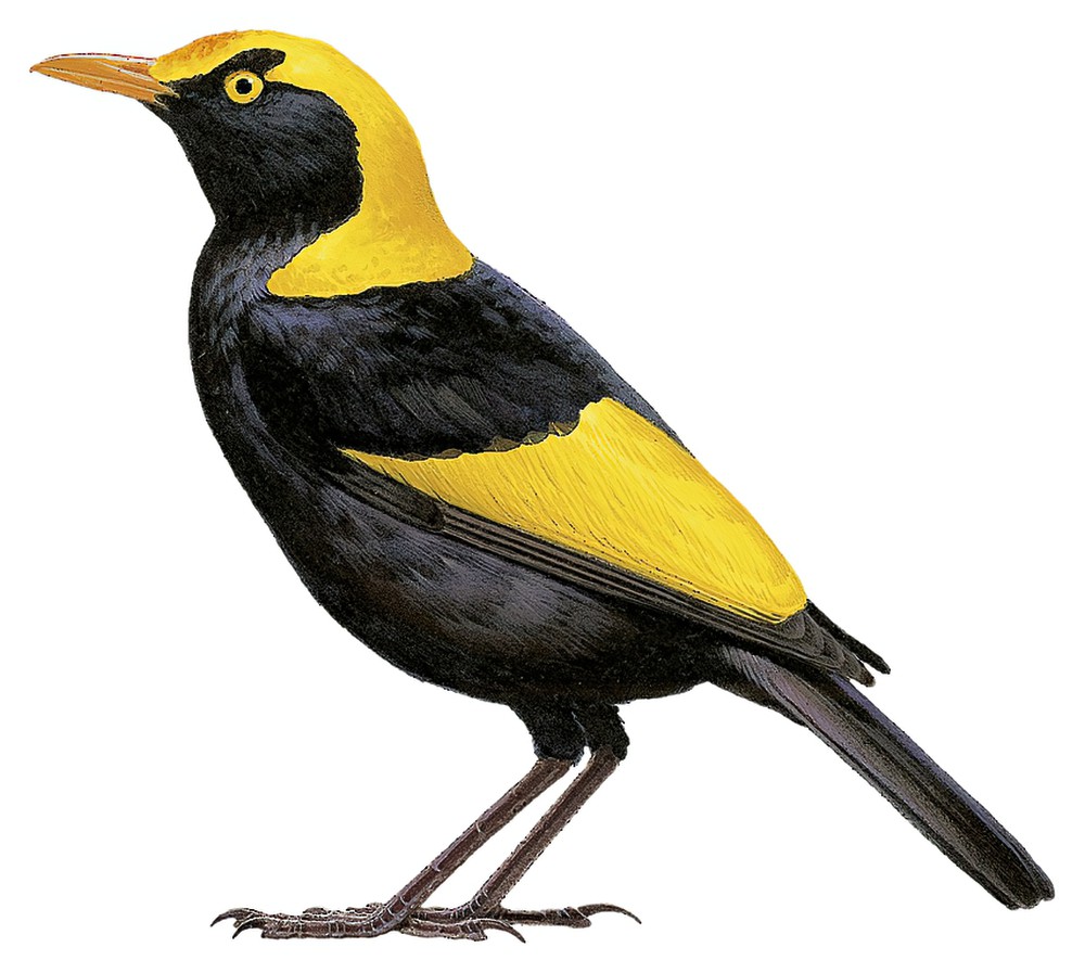 Regent Bowerbird / Sericulus chrysocephalus