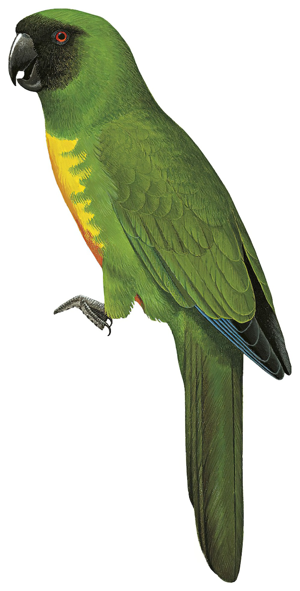 Masked Shining-Parrot / Prosopeia personata