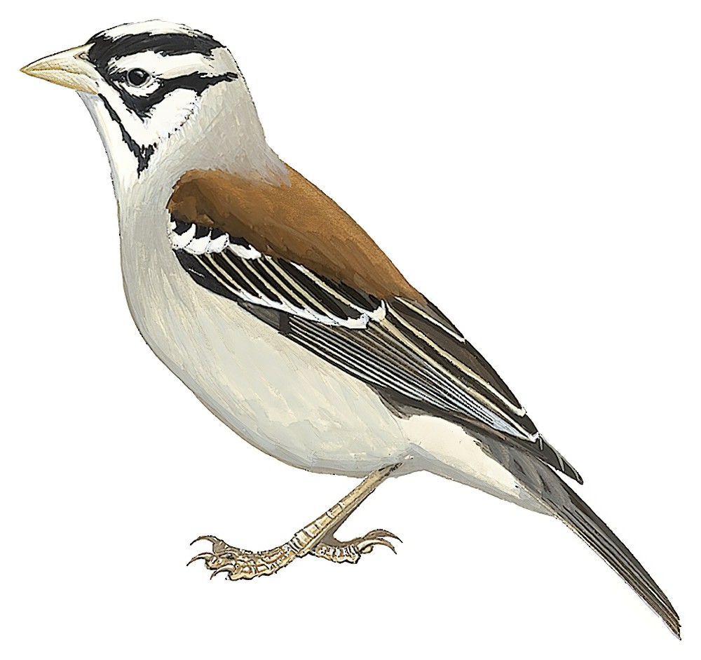 Chestnut-backed Sparrow-Weaver / Plocepasser rufoscapulatus
