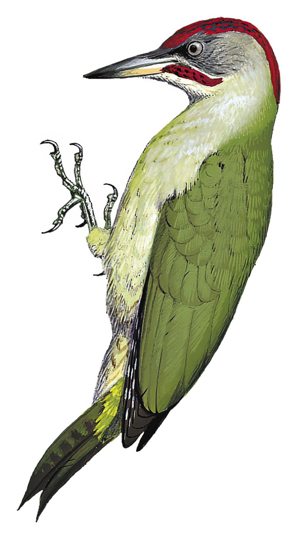 Iberian Green Woodpecker / Picus sharpei