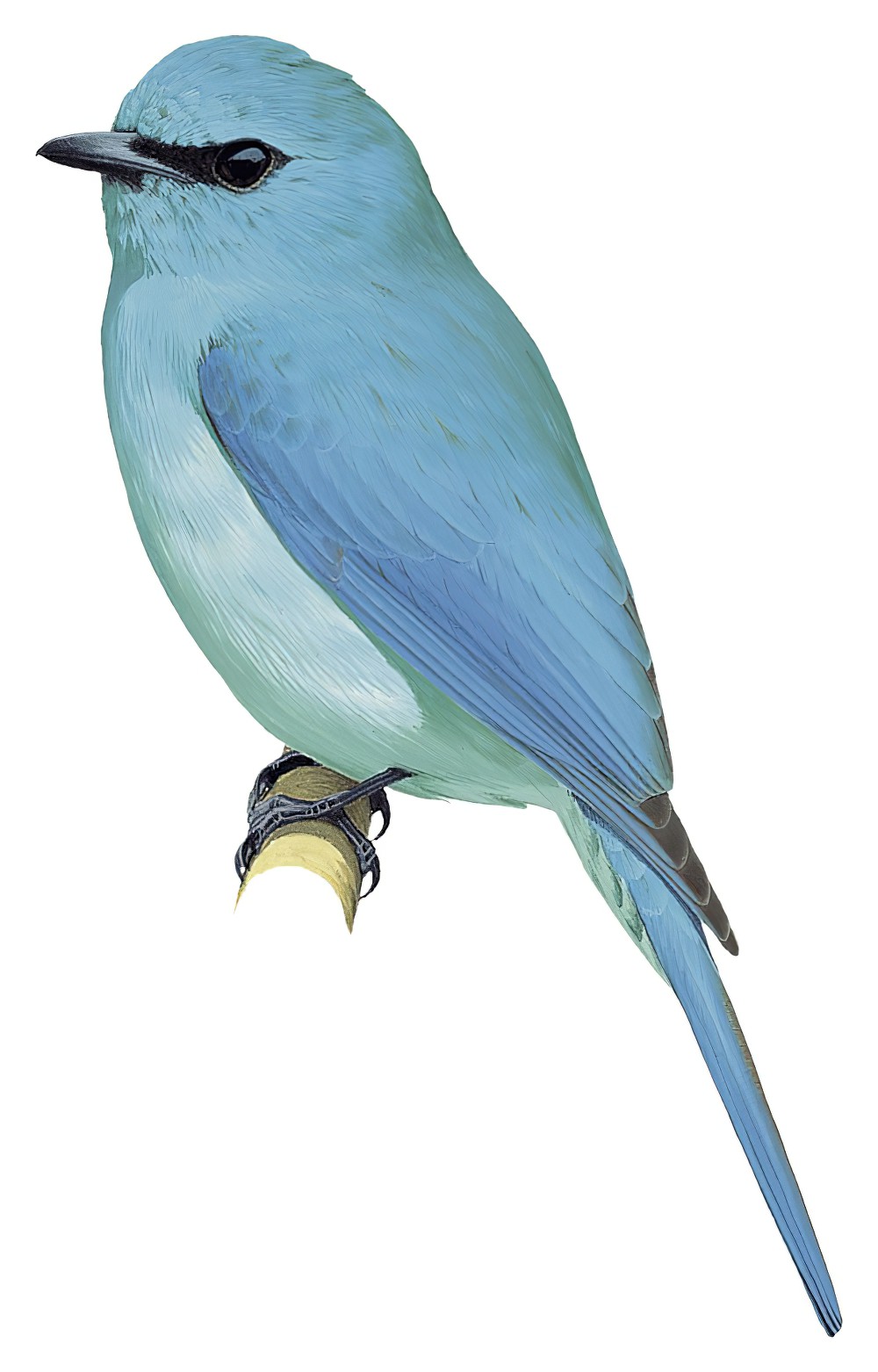 Verditer Flycatcher / Eumyias thalassinus