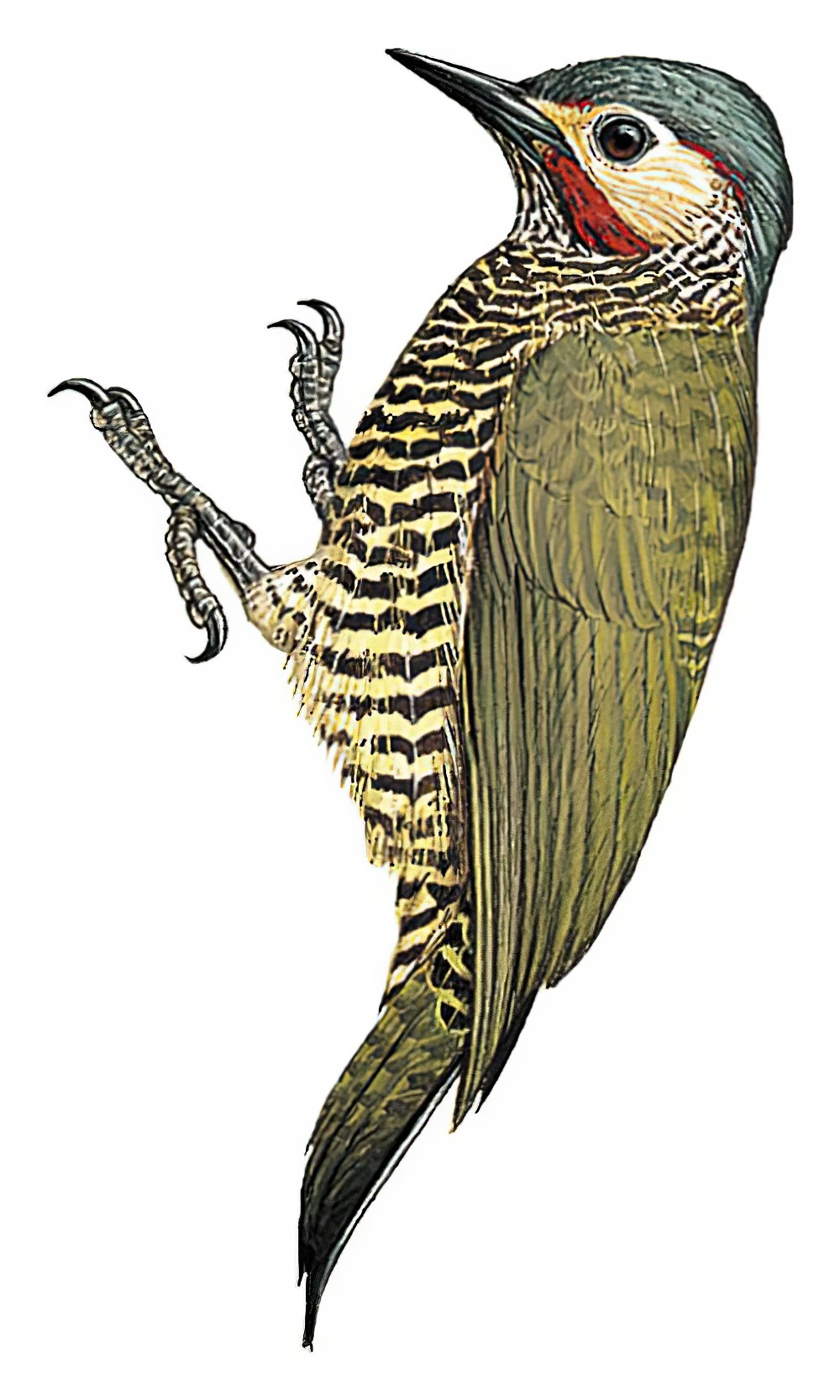 Gray-crowned Woodpecker / Colaptes auricularis