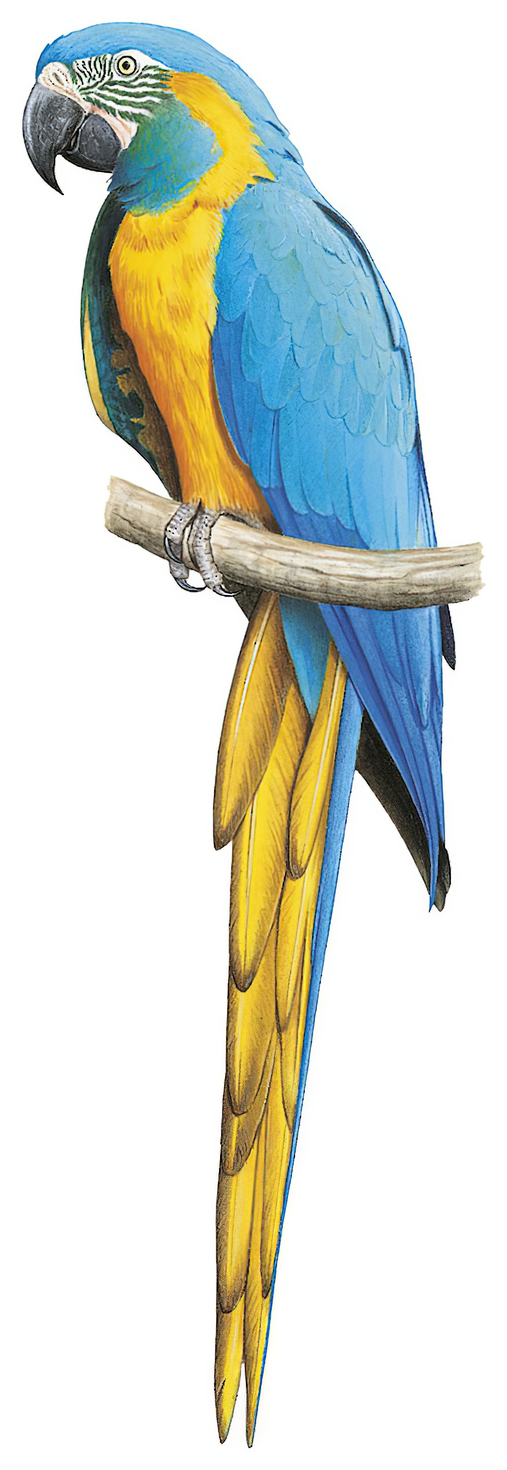 Blue-throated Macaw / Ara glaucogularis