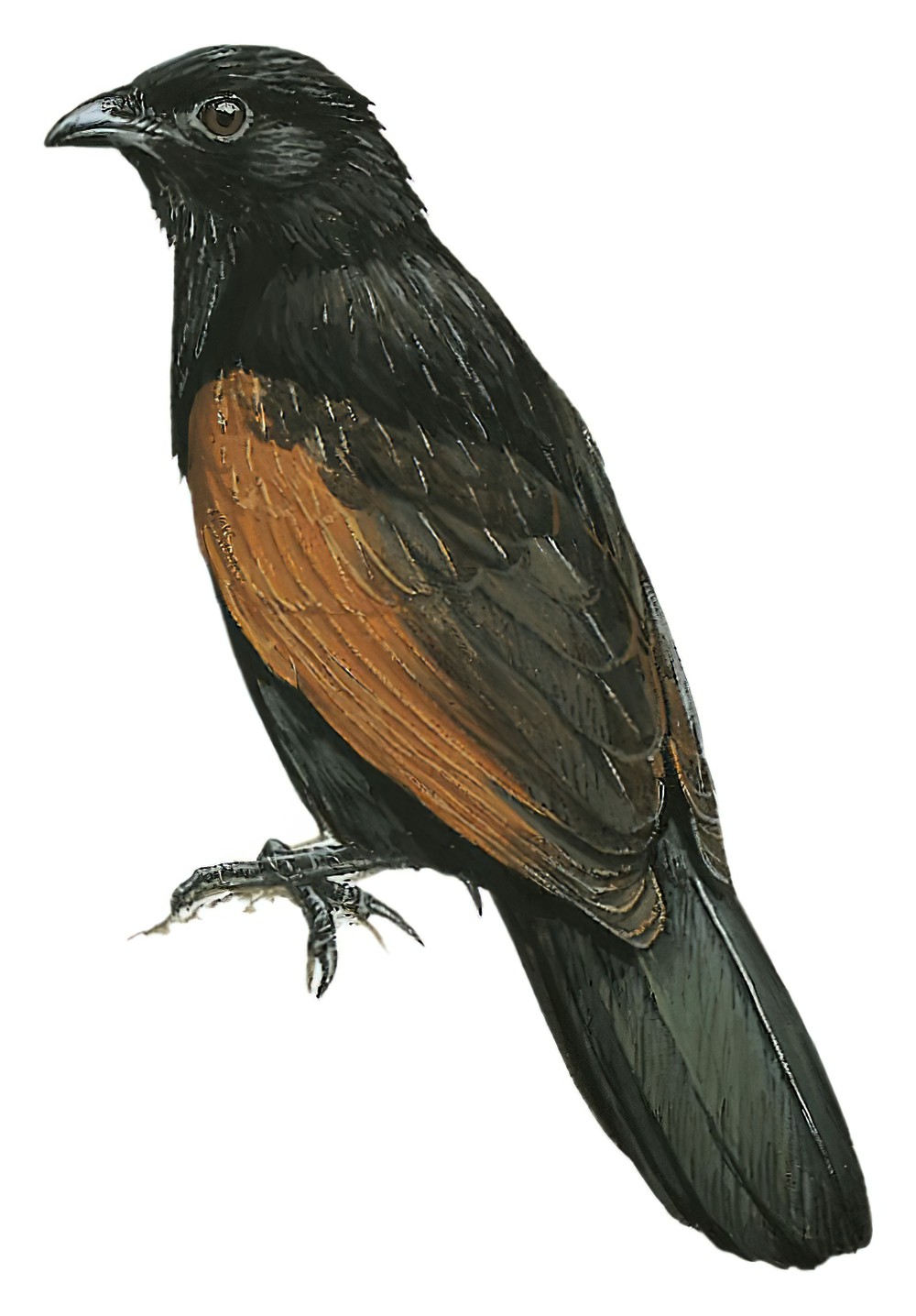 Black Coucal / Centropus grillii