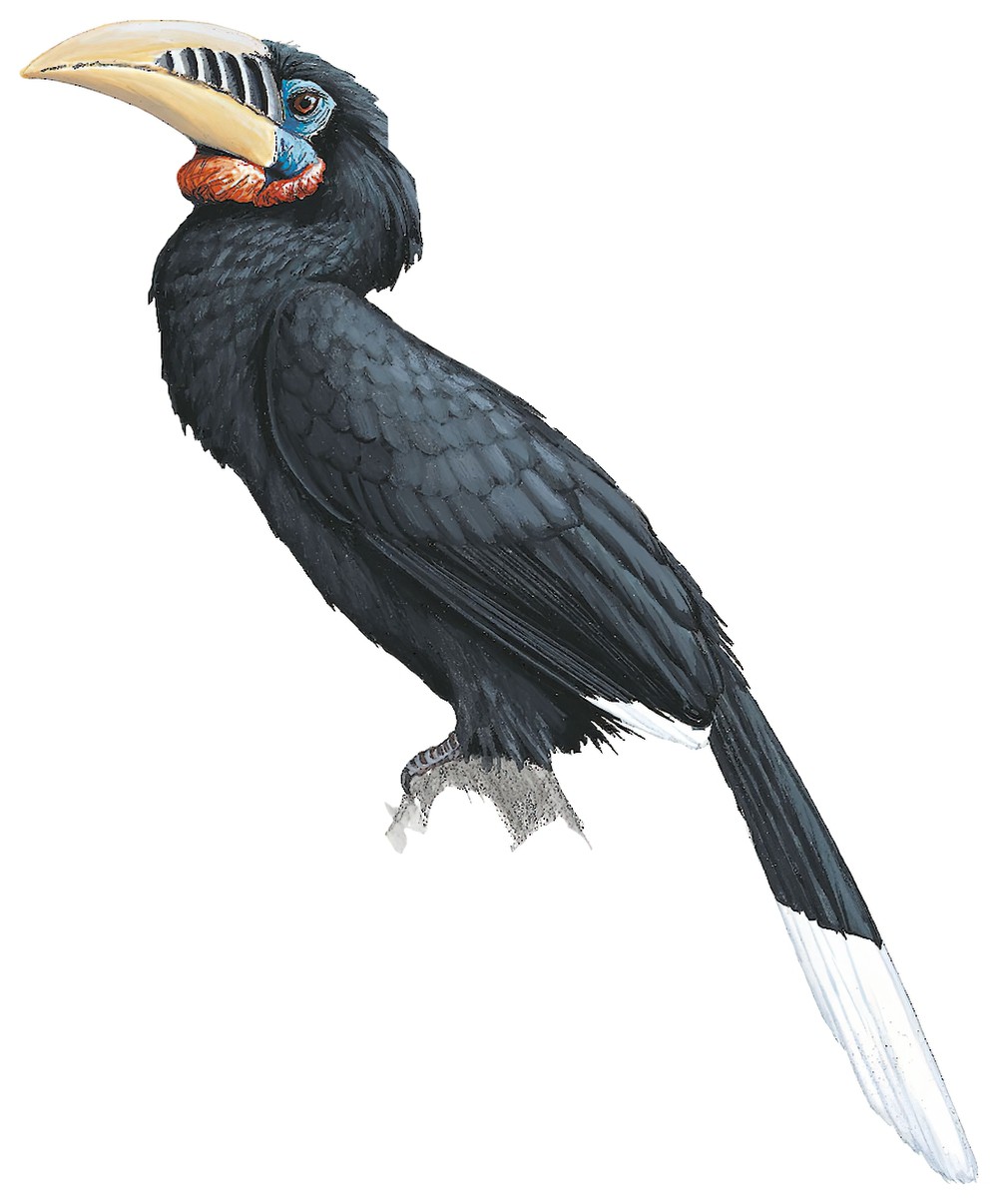 Rufous-necked Hornbill / Aceros nipalensis