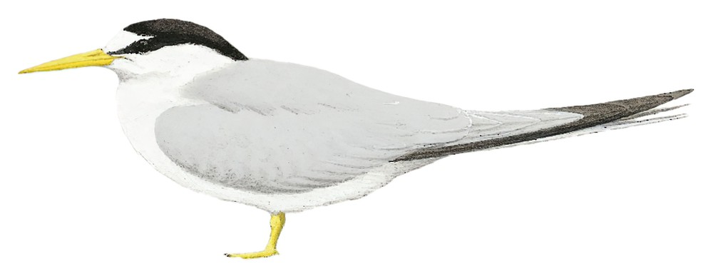 Yellow-billed Tern / Sternula superciliaris
