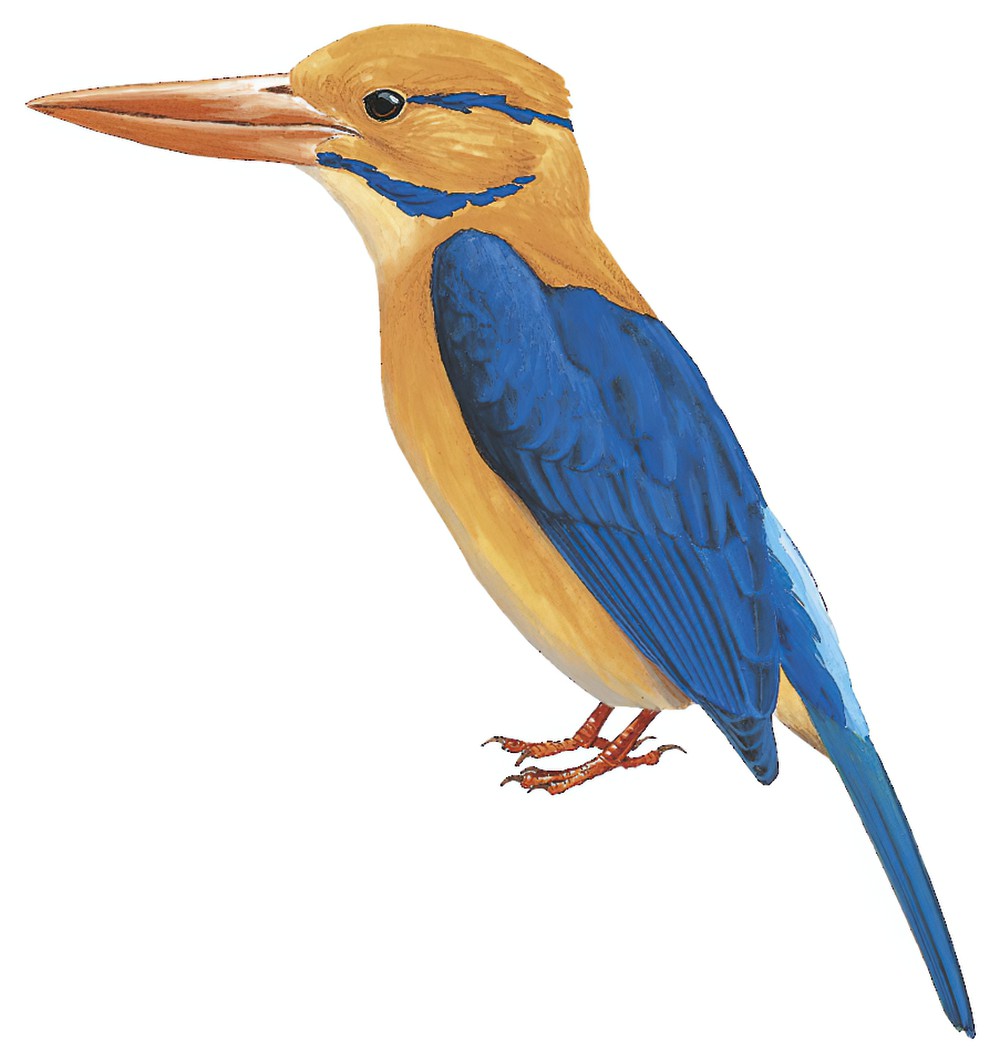 Moustached Kingfisher / Actenoides bougainvillei