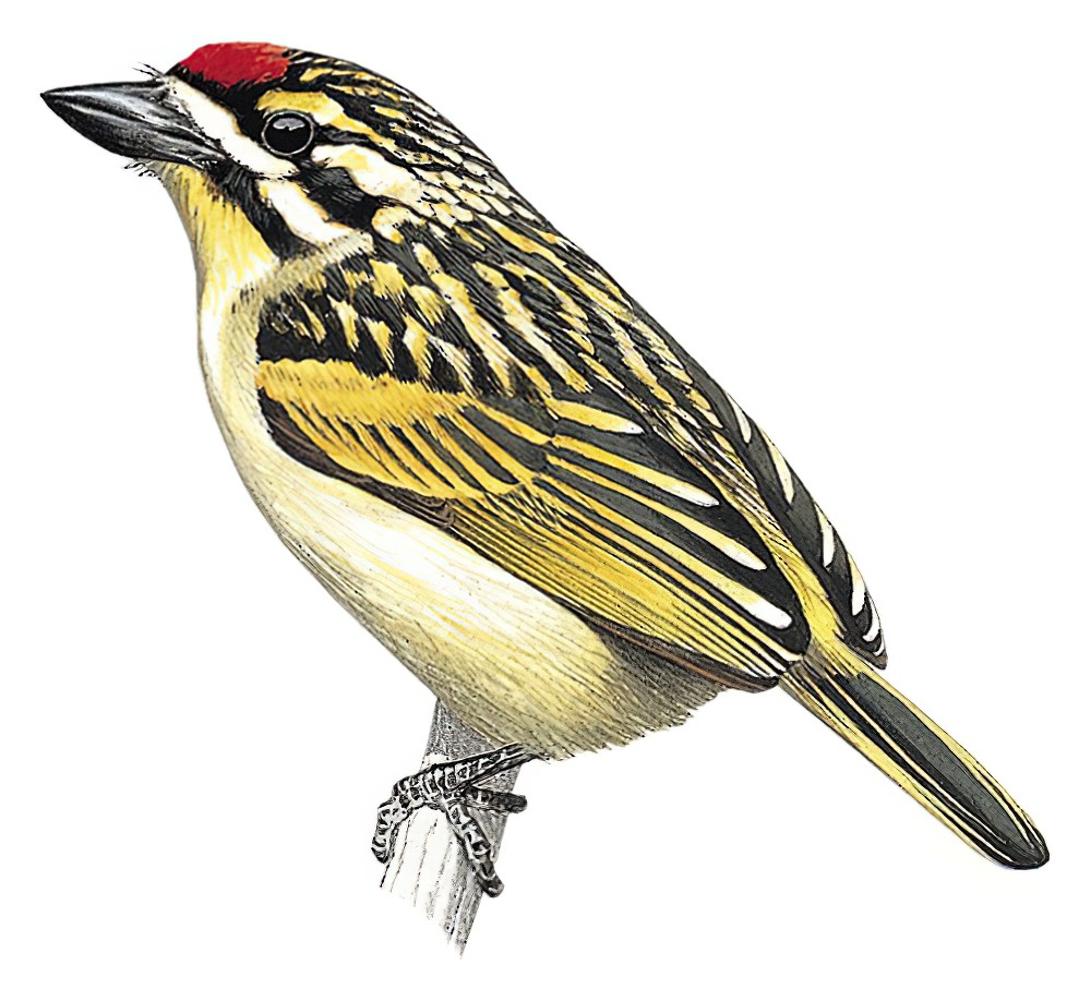 Red-fronted Tinkerbird / Pogoniulus pusillus