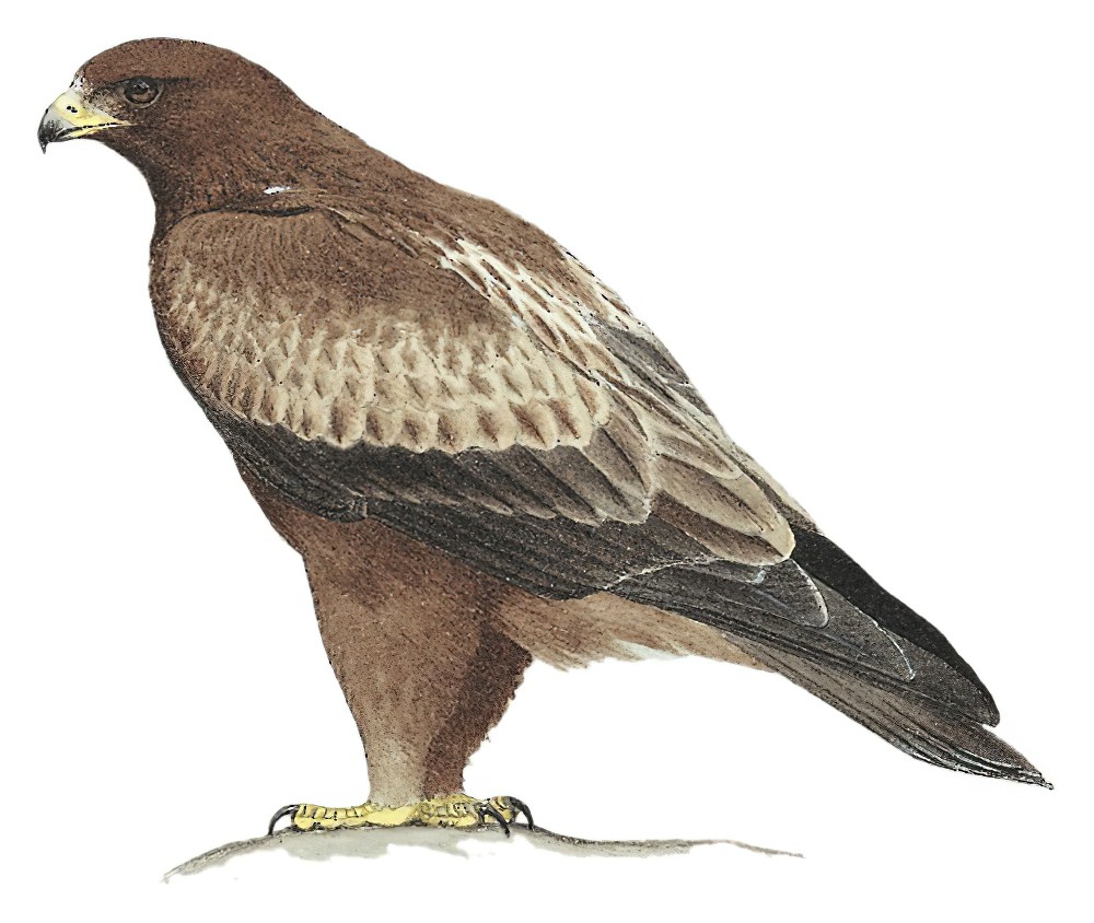 Booted Eagle / Hieraaetus pennatus