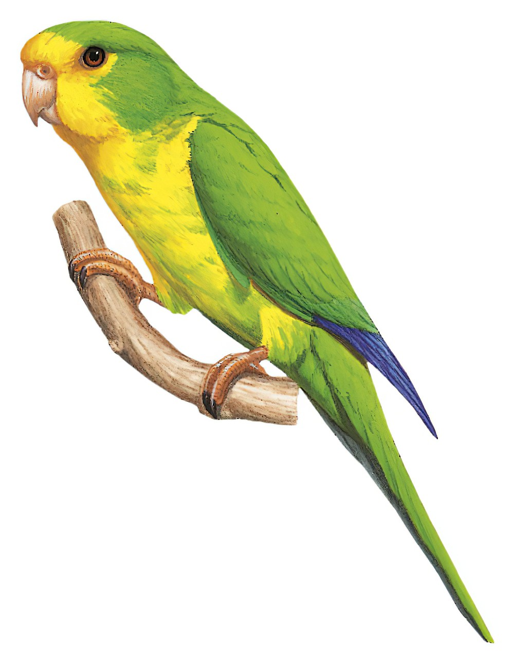 Mountain Parakeet / Psilopsiagon aurifrons