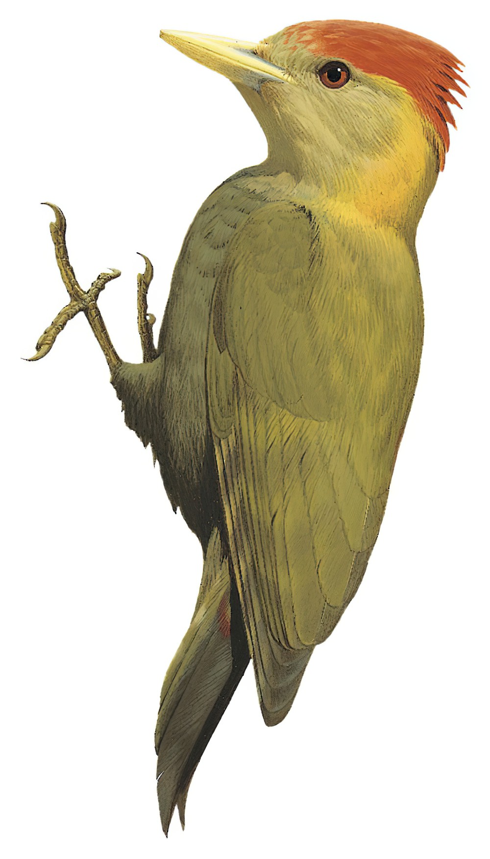 Bamboo Woodpecker / Gecinulus viridis