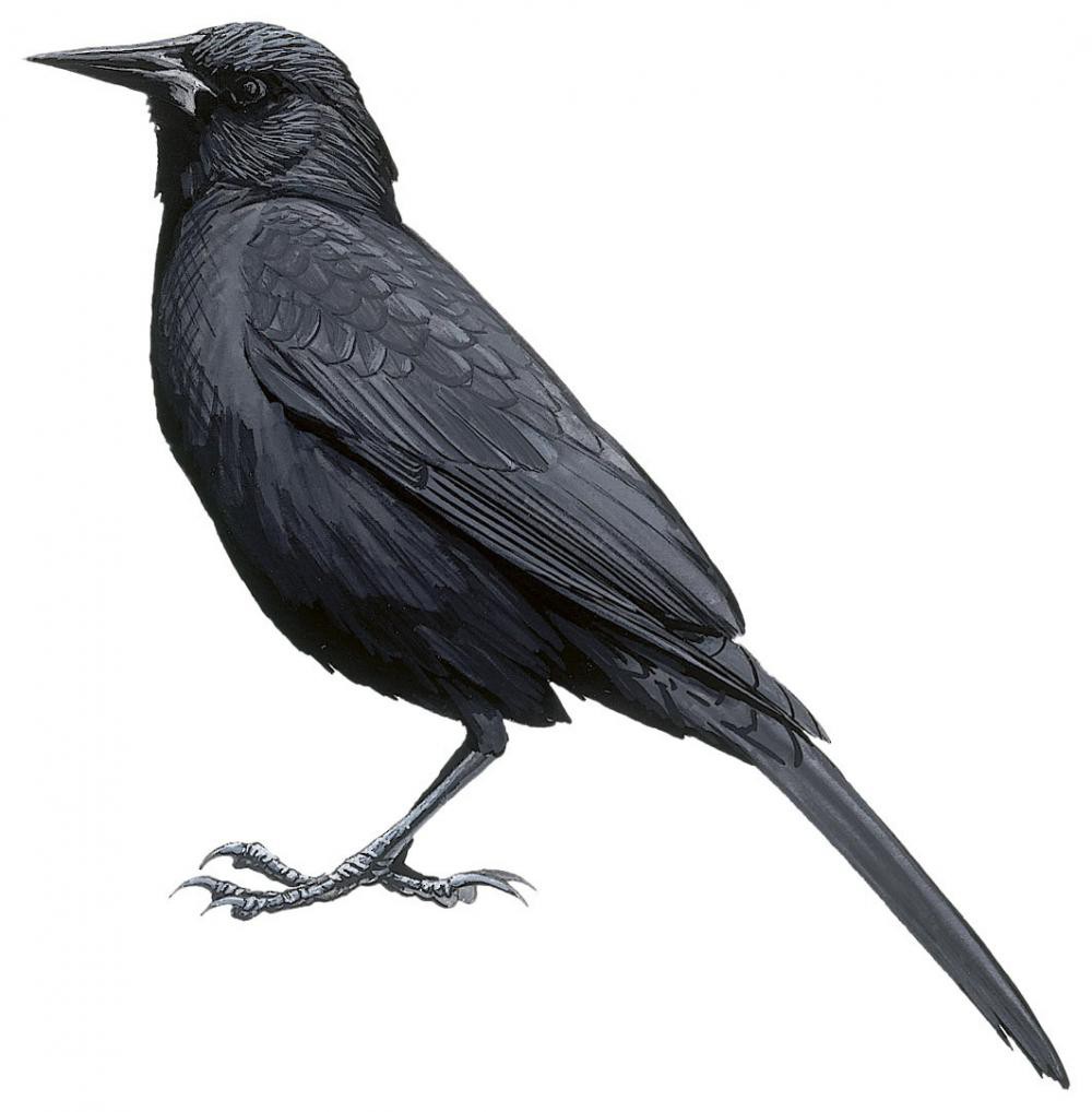 Austral Blackbird / Curaeus curaeus