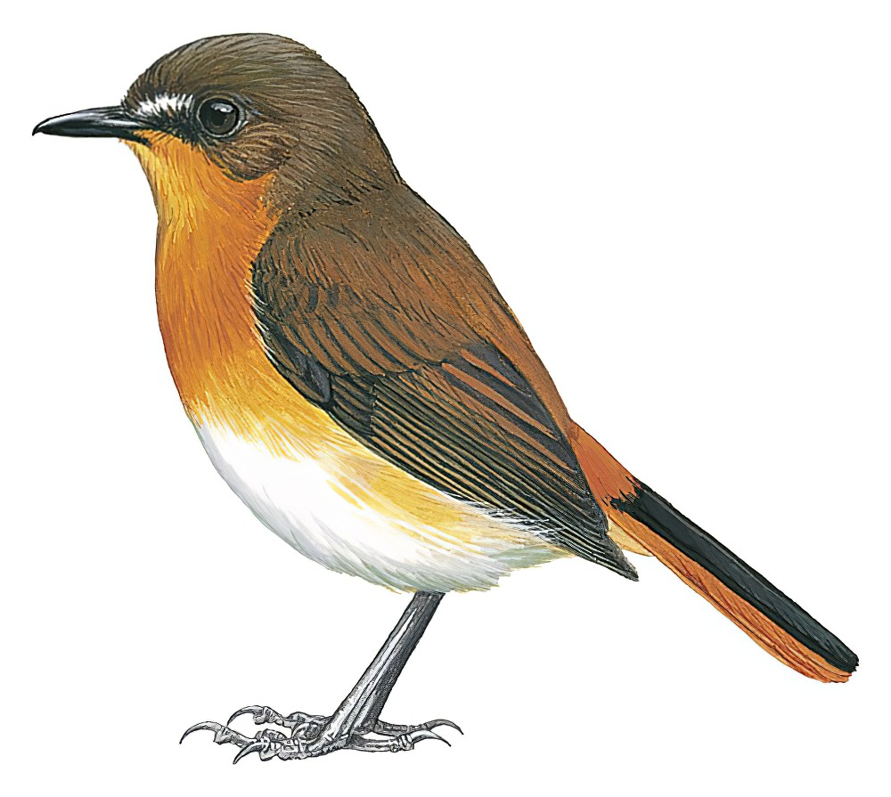 White-bellied Robin-Chat / Cossyphicula roberti