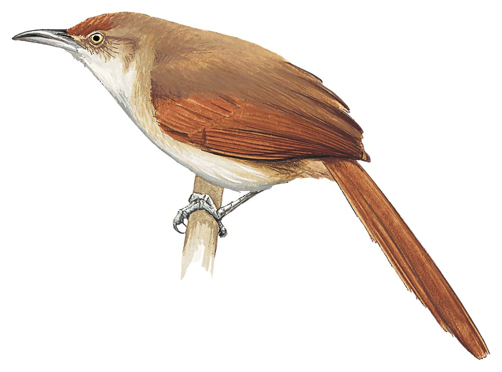 Greater Thornbird / Phacellodomus ruber