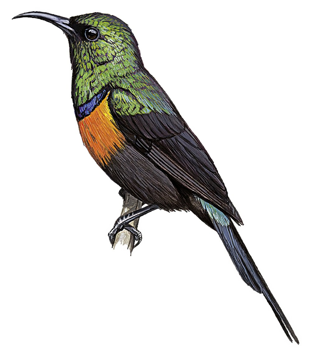 Black-bellied Sunbird / Cinnyris nectarinioides