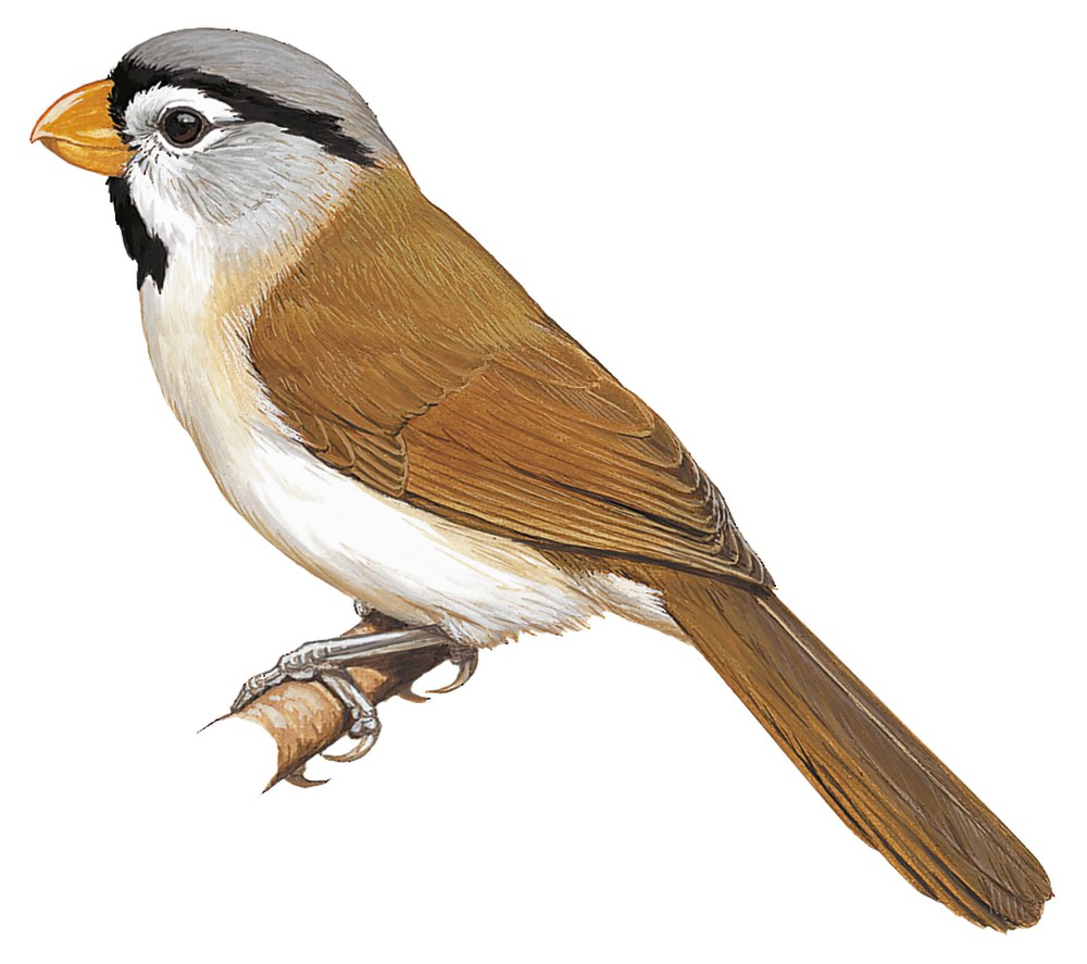 Gray-headed Parrotbill / Psittiparus gularis