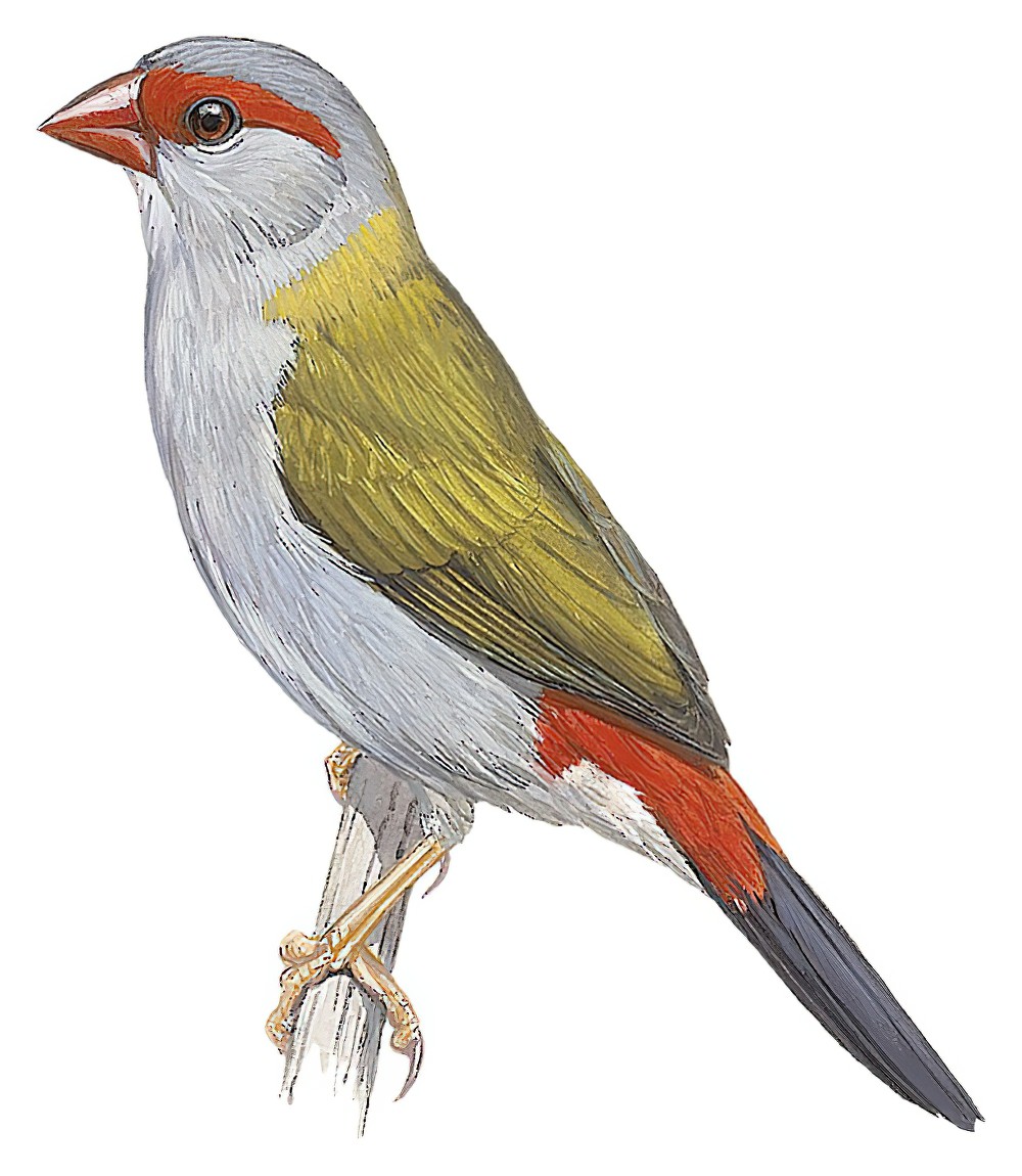 Red-browed Firetail / Neochmia temporalis