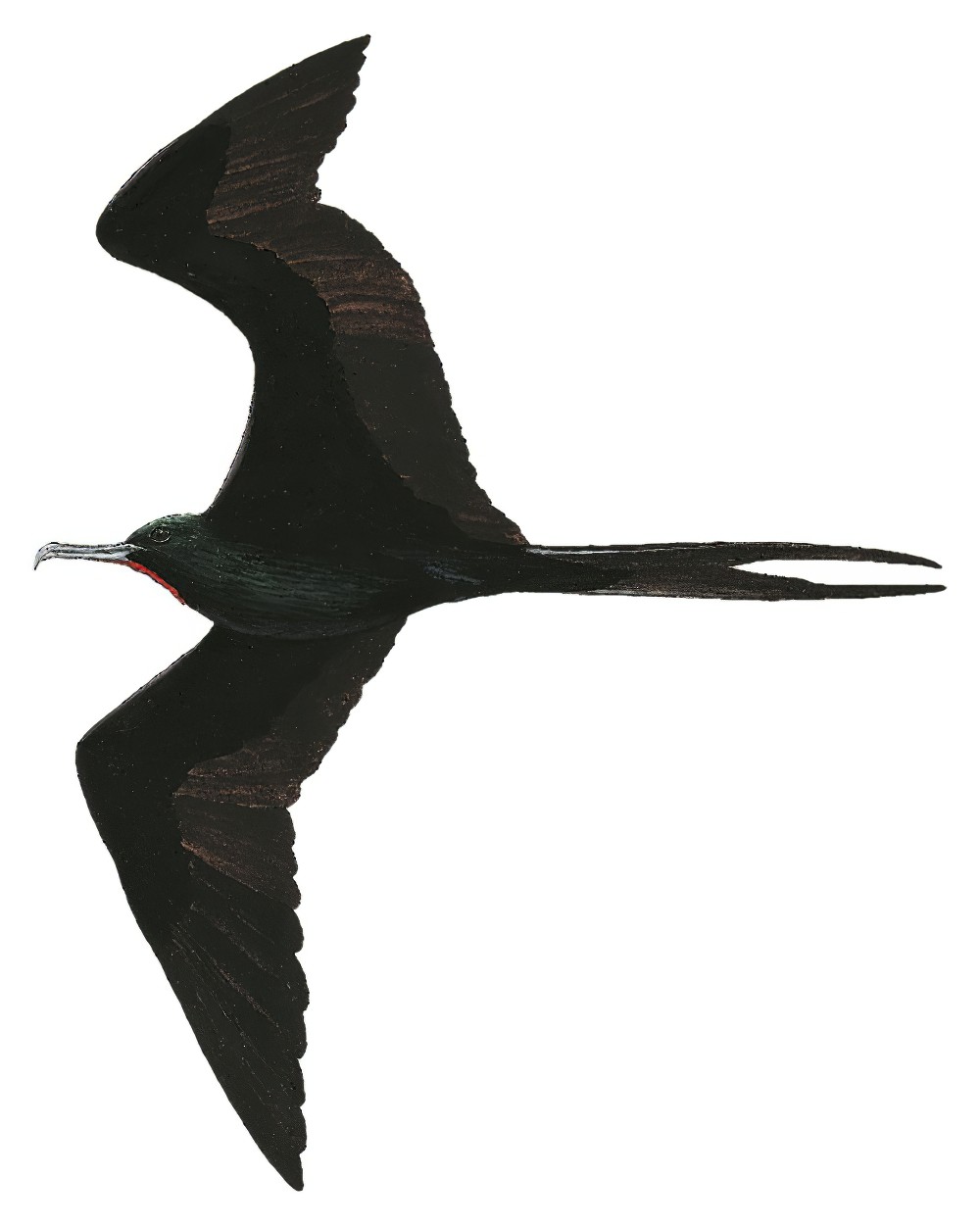 Ascension Frigatebird / Fregata aquila