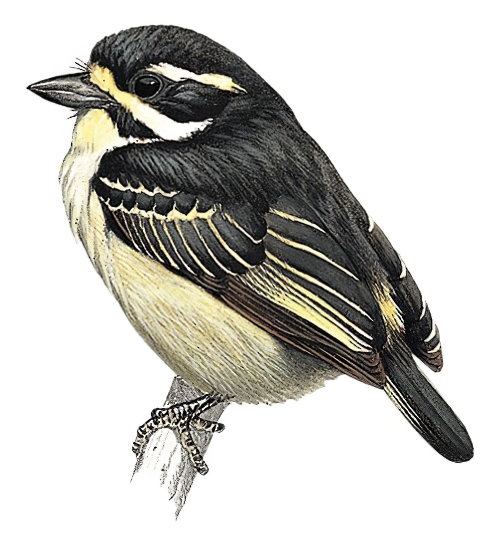 Yellow-throated Tinkerbird / Pogoniulus subsulphureus