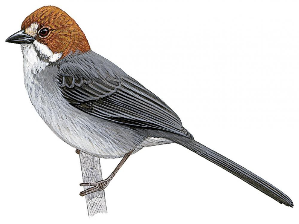 Rufous-eared Brushfinch / Atlapetes rufigenis
