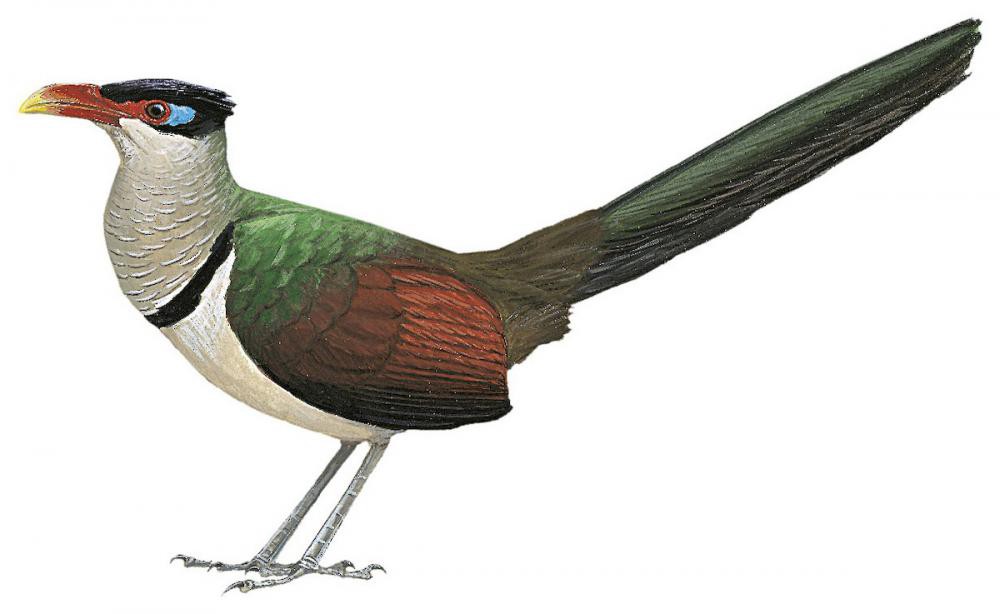 Red-billed Ground-Cuckoo / Neomorphus pucheranii