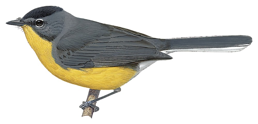 Saffron-breasted Redstart / Myioborus cardonai
