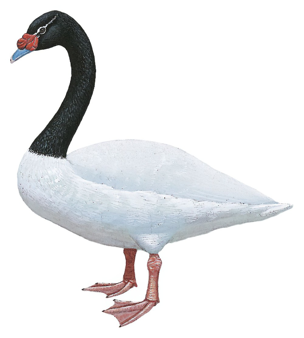Black-necked Swan / Cygnus melancoryphus