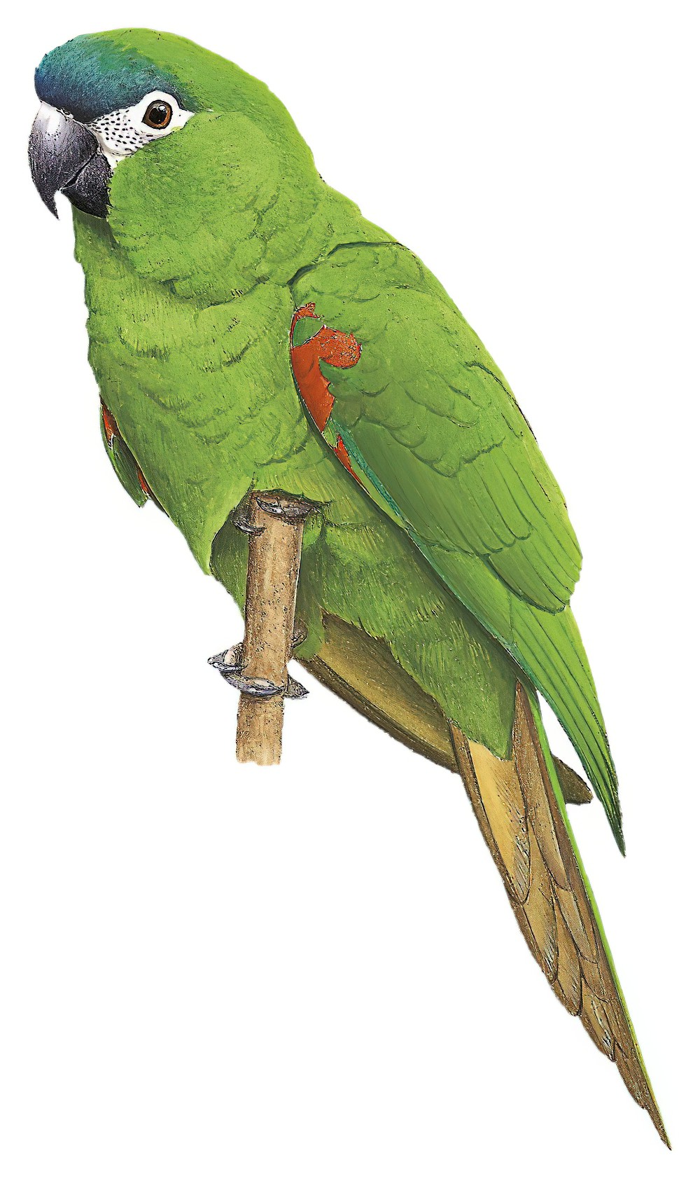 Red-shouldered Macaw / Diopsittaca nobilis
