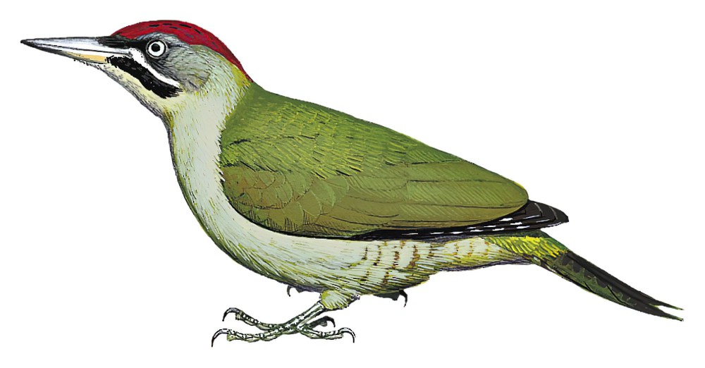 Levaillant\'s Woodpecker / Picus vaillantii