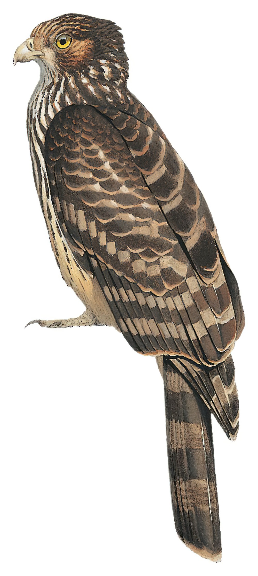 Long-tailed Honey-buzzard / Henicopernis longicauda