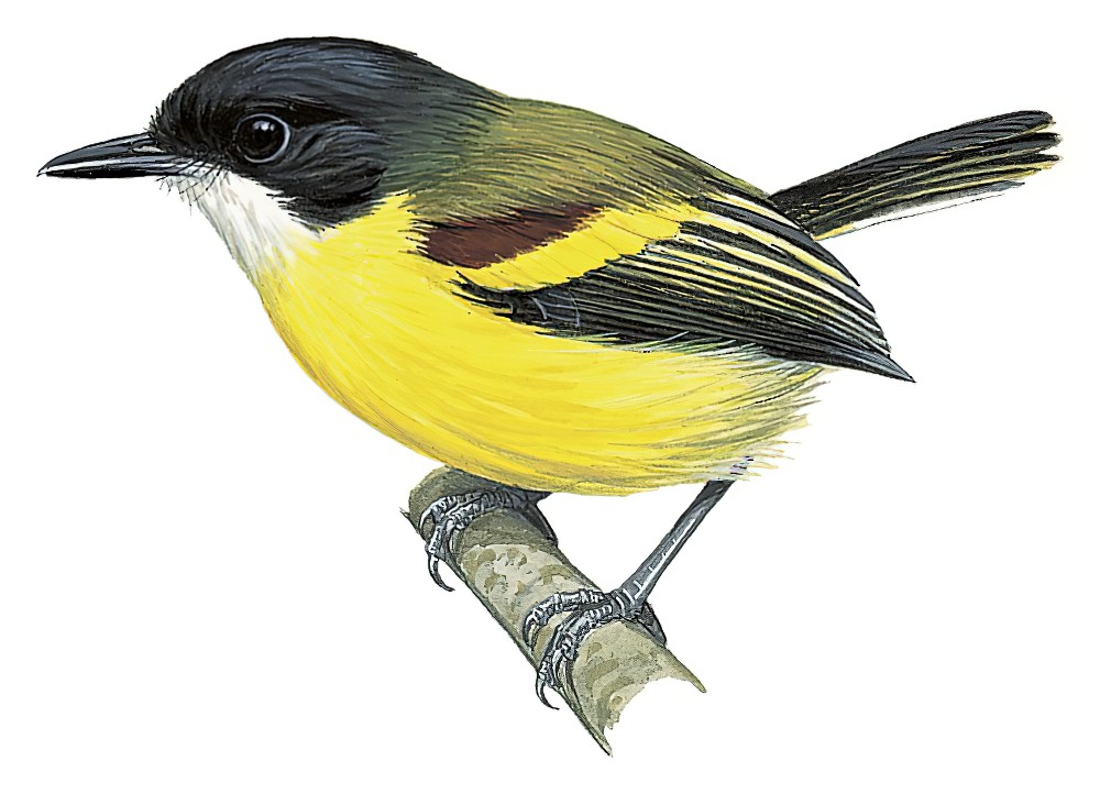 Golden-winged Tody-Flycatcher / Poecilotriccus calopterus