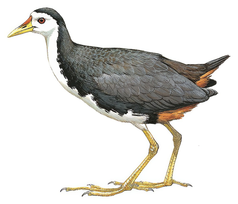 White-breasted Waterhen / Amaurornis phoenicurus