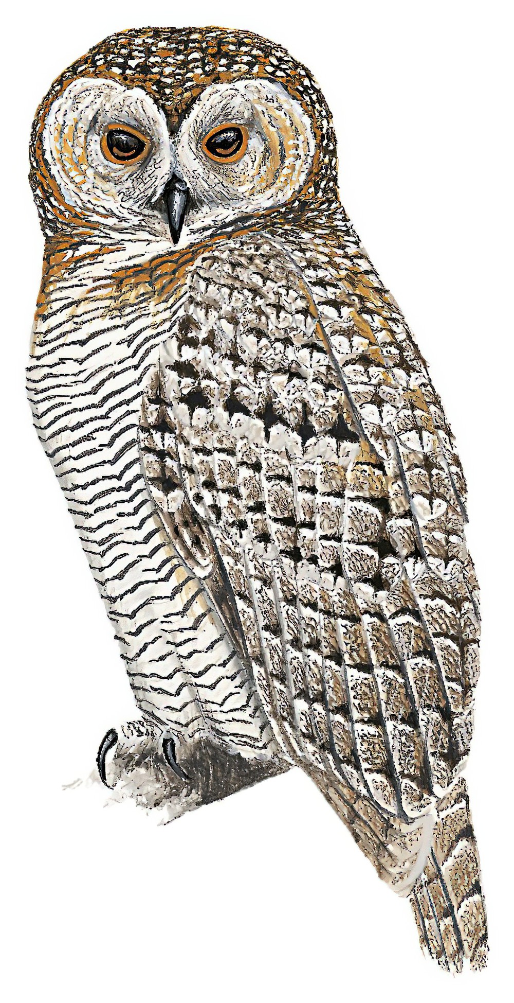 Mottled Wood-Owl / Strix ocellata