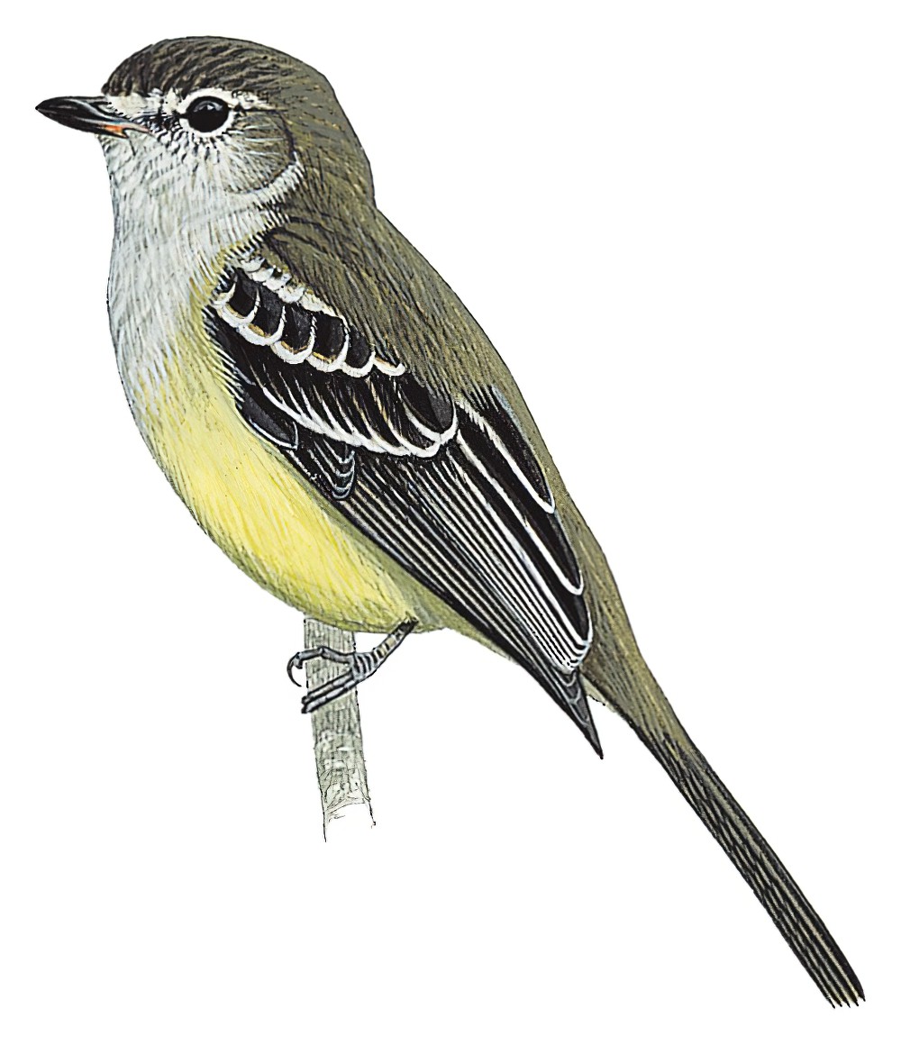 Northern Scrub-Flycatcher / Sublegatus arenarum
