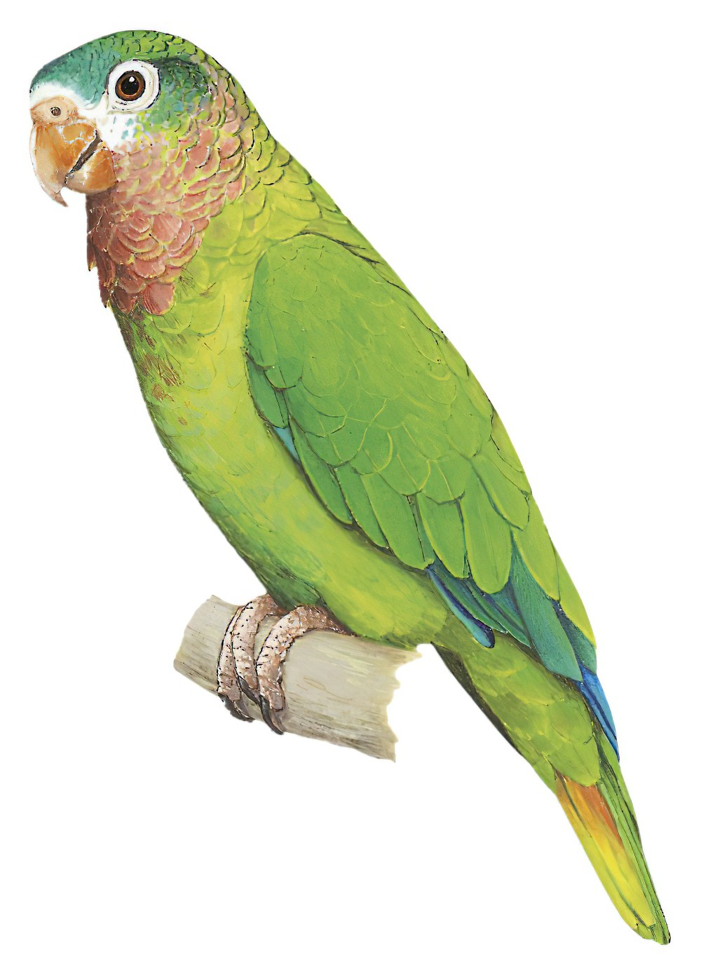 Yellow-billed Parrot / Amazona collaria