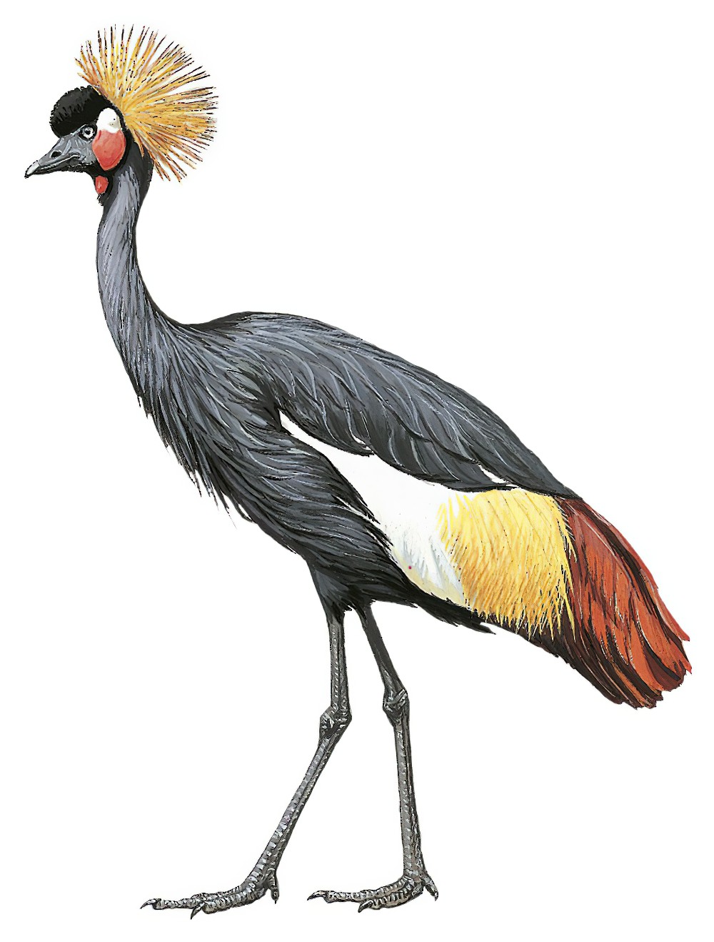 Black Crowned-Crane / Balearica pavonina