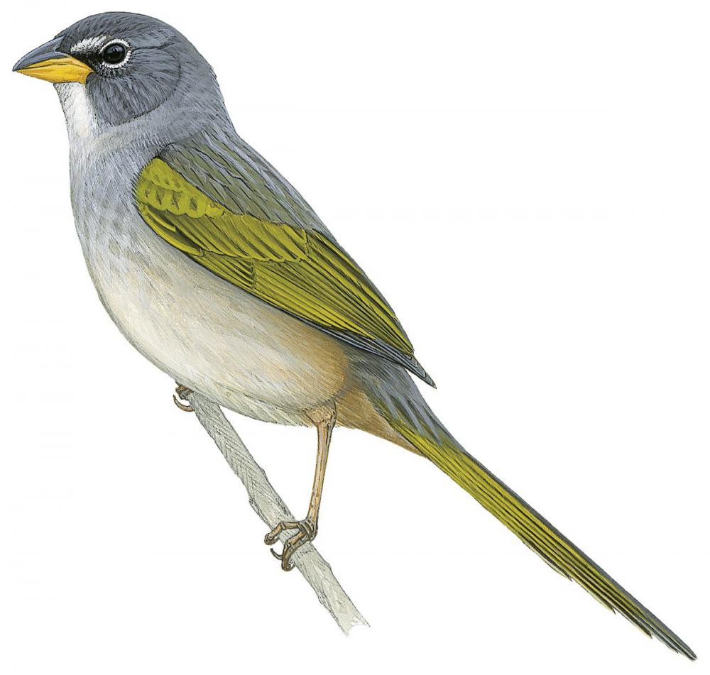 Pale-throated Pampa-Finch / Embernagra longicauda
