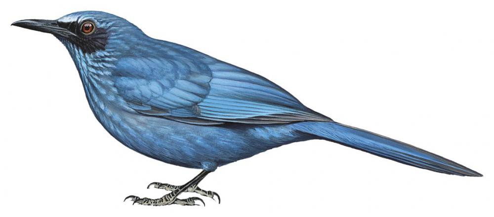 Blue Mockingbird / Melanotis caerulescens