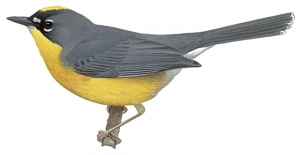 Fan-tailed Warbler / Basileuterus lachrymosus