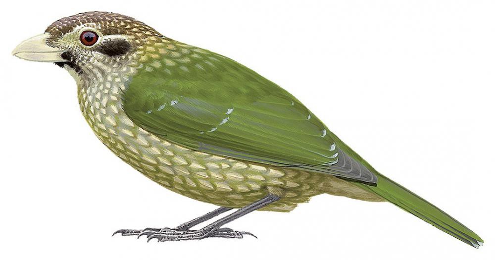 Spotted Catbird / Ailuroedus maculosus