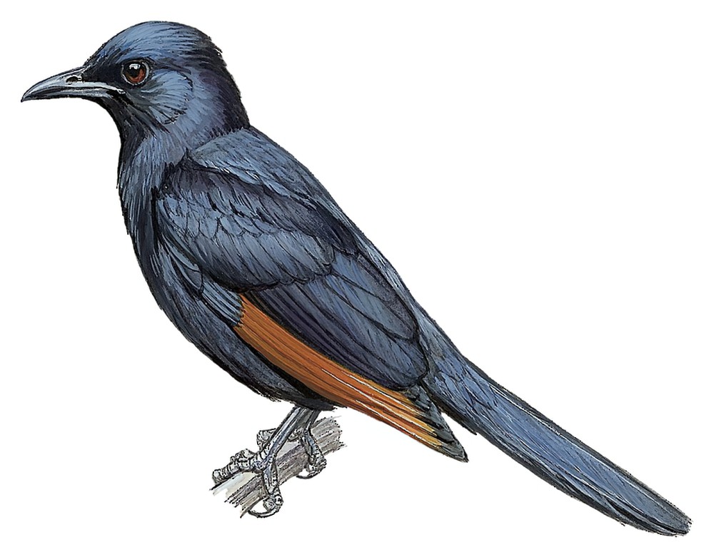 Red-winged Starling / Onychognathus morio