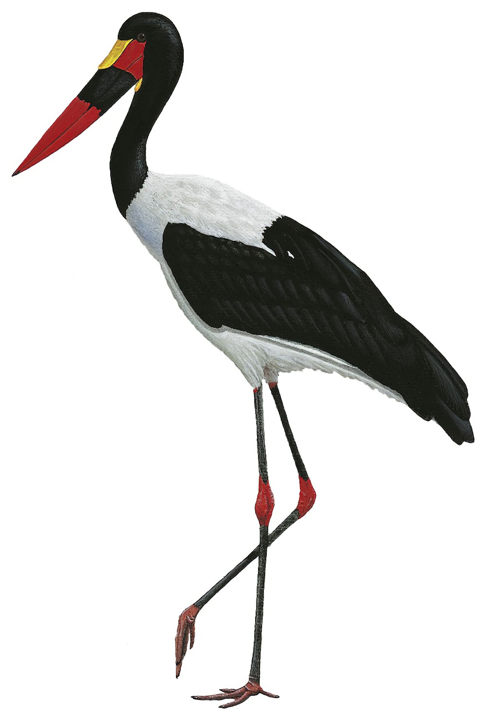 Saddle-billed Stork / Ephippiorhynchus senegalensis