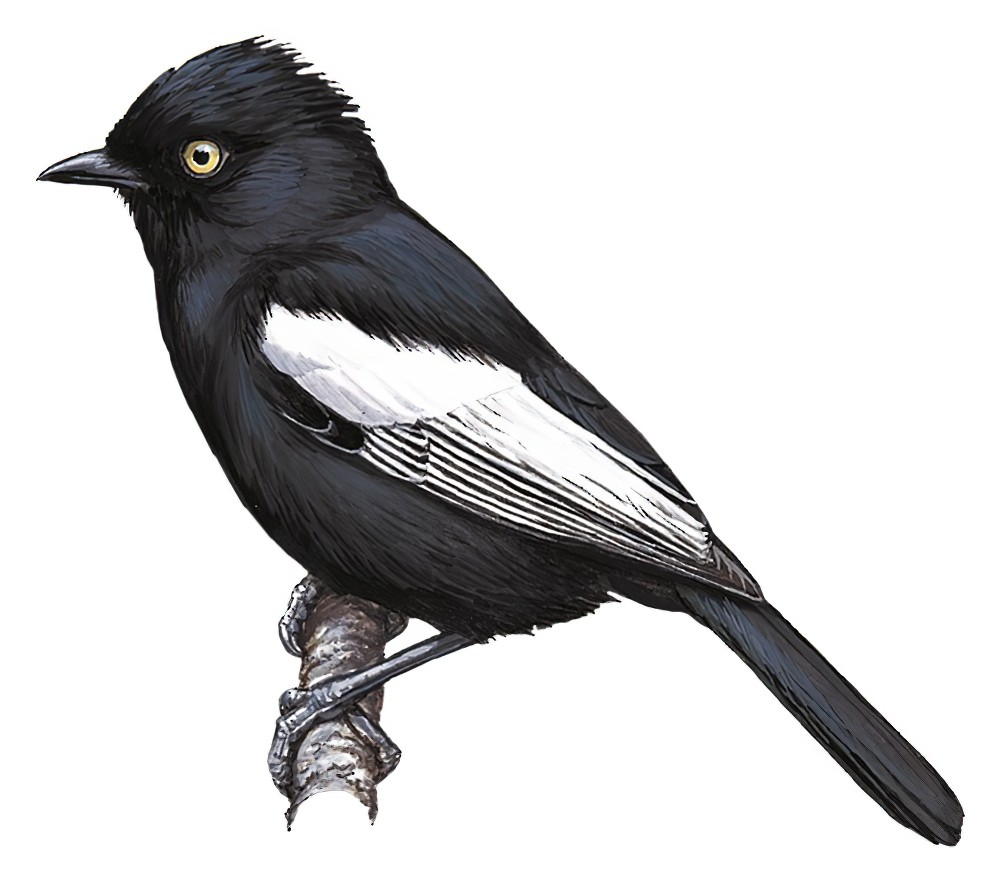 White-shouldered Black-Tit / Melaniparus guineensis